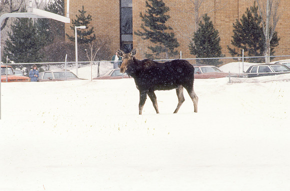 Moose spotted on campus on the Ricks College football field. January 1989.