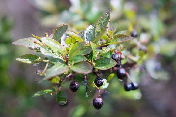 Rain drops gather on a a bush next to the Rigby building.