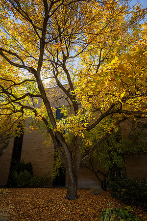 Autumn colors on the BYU-Idaho campus.
