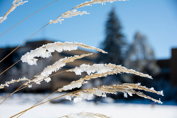 Frost covers campus early morning during Winter Semester.