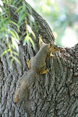 Animals on Campus - Aug 2024