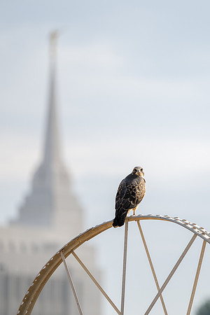 Hawks and smoke - Aug 2025