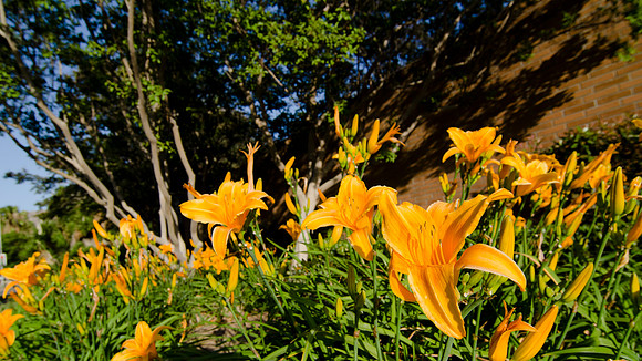 Institute Building, Pathway, Riverside California