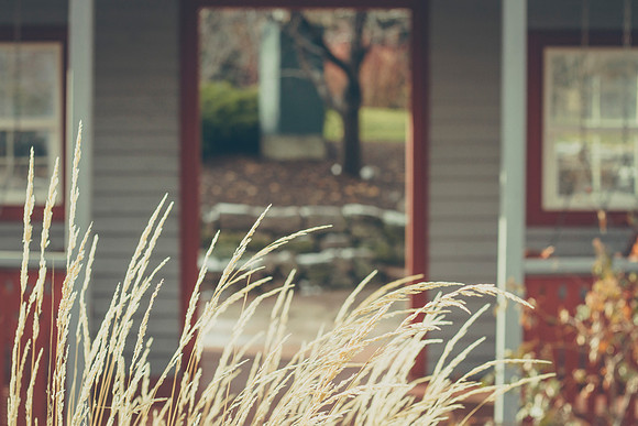Taken on a rather cold, overcast morning in the Thomas E. Ricks Gardens at BYU-Idaho.
