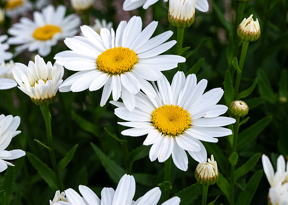 Campus Flowers - June 2025