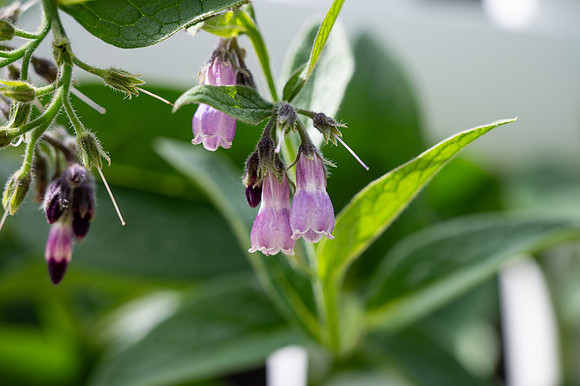 Campus Flowers - June 2025