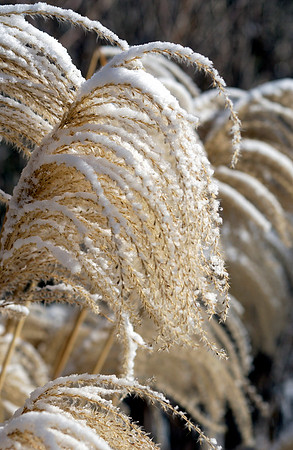 Winter Dusting