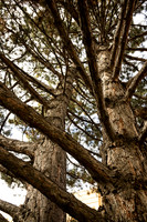 Tree between Rigby and Biddulph Hall.