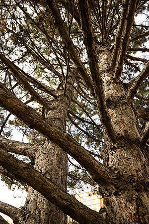 Tree between Rigby and Biddulph Hall.