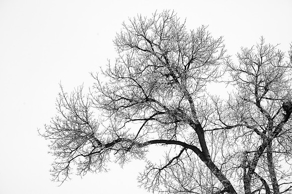 Beautiful pictures of campus scenery after a frosty snowstorm.