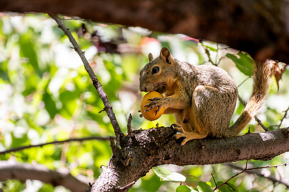 Animals on Campus -August 2025
