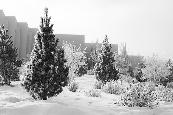 Winter frost settles on the trees and bushes in front of the Taylor Building.