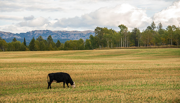 Cows: Sunday drive up into the hill East of Rexburg.
