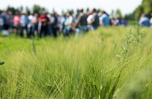 Ag students get the opportunity to show off their wheat crops during Ag Days.