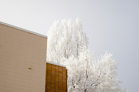Winter frost settles on the trees and bushes in front of the Rigby Building.