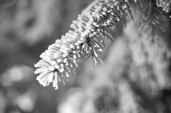 Beautiful pictures of campus scenery after a frosty snowstorm.