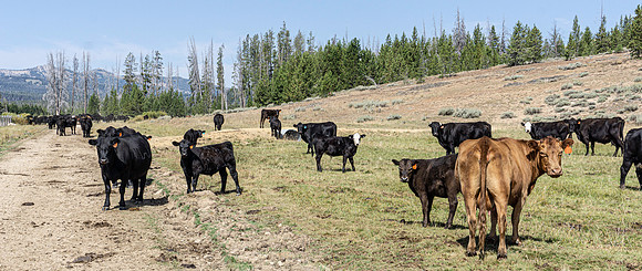 Various landscapes in central Idaho along a well known bikepacking route.