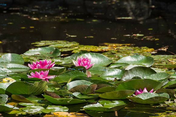 Lillipads and flowers in the Beaver Pond.
