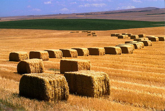 Haybails