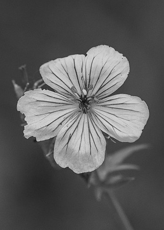 Hike - June 2024