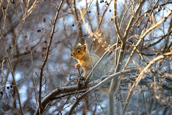 Winter Animals - Jan 2025