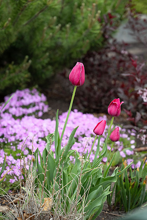 Campus Flowers - May 2025