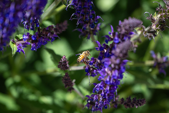 Campus Flowers - June 2025