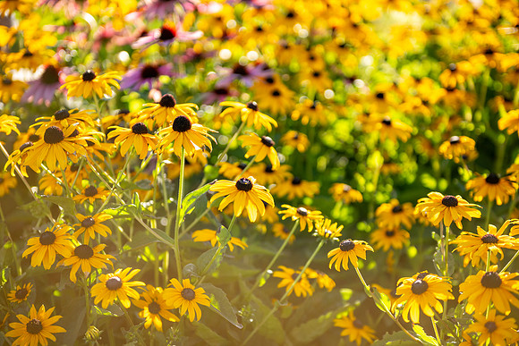 Campus Nature in the Morning - Aug 2025