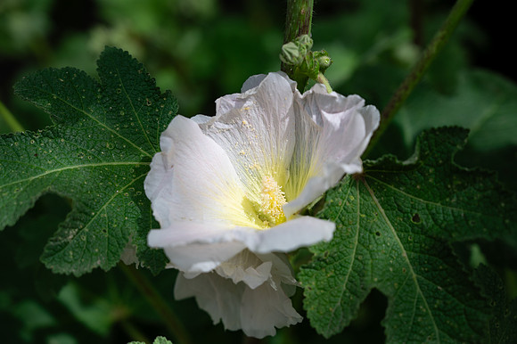 Campus Flowers - June 2025