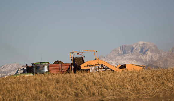 Idaho Agriculture