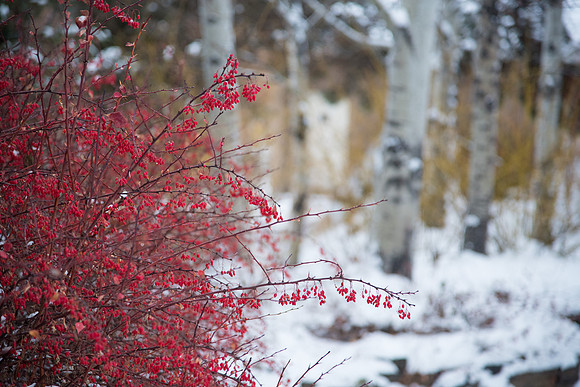 Snowy morning on campus, Fall 2016