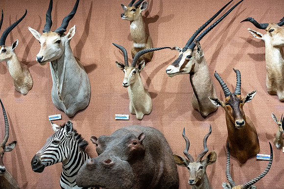 The Wildlife Museum in the Benson Building.
