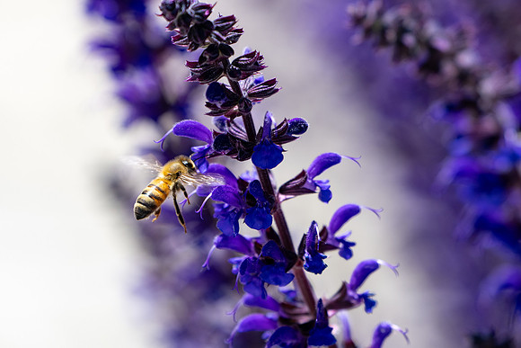Campus Flowers - June 2025