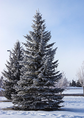 A frost flocked pine tree found near the Ricks Parking lot.