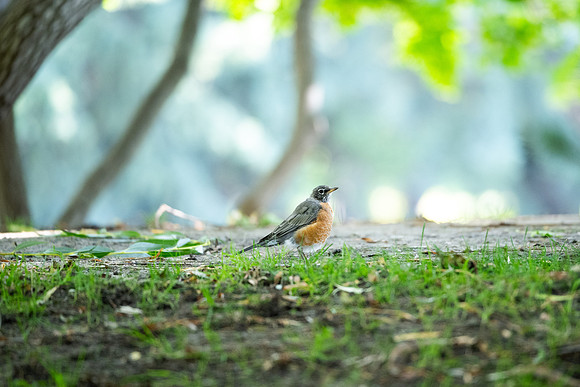 Animals on Campus - Aug 2024