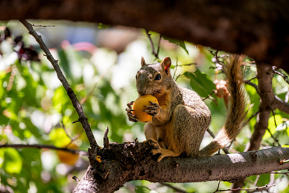 Animals on Campus -August 2025