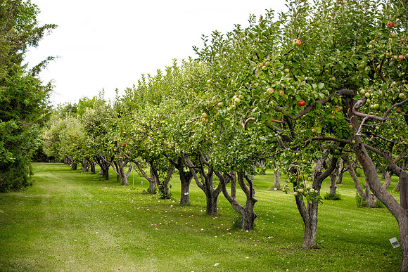 Apple Orchards - Aug 2025