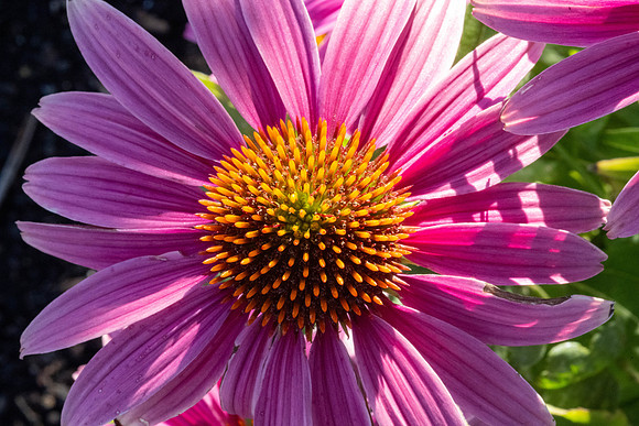 Campus Nature in the Morning - Aug 2025