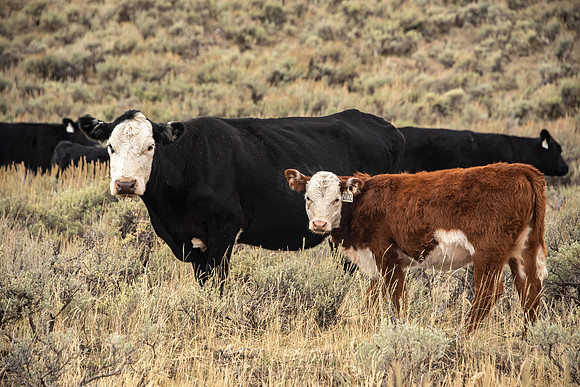 Cows: Sunday drive up into the hill East of Rexburg.