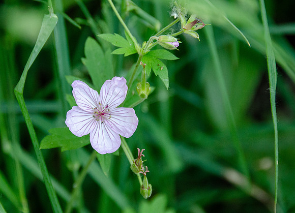 Photo Excursion: hike to Lower Palisades Lake.
