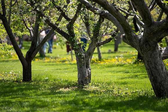 Apple Blossom Festival - May 2025