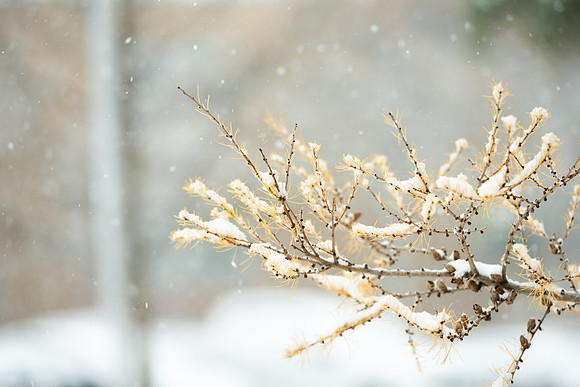 Campus snow - Nov 2024