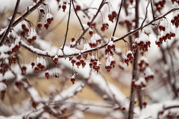 Winter Campus - Dec 2024