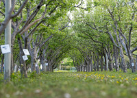 Apple Blossom Festival - May 2025
