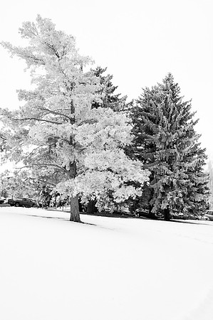 Beautiful pictures of campus scenery after a frosty snowstorm.