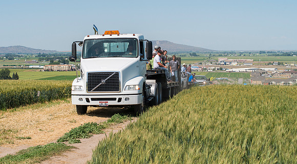 Ag students get the opportunity to show off their wheat crops during Ag Days.