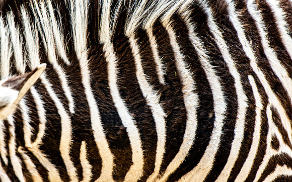 Tautphaus Park Zoo - May 2021
