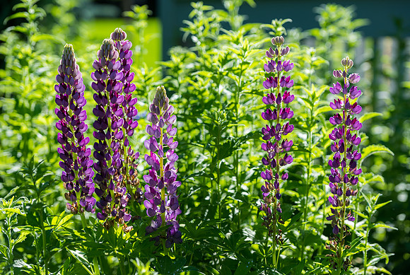 Thomas E Ricks Horticulture Gardens