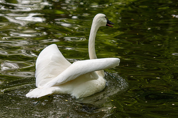 Tautphaus Park Zoo - May 2021