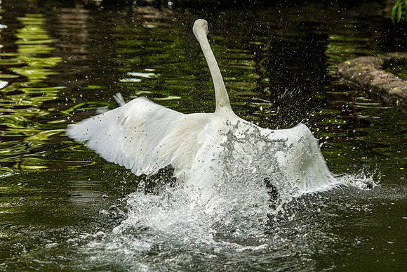 Tautphaus Park Zoo - May 2021